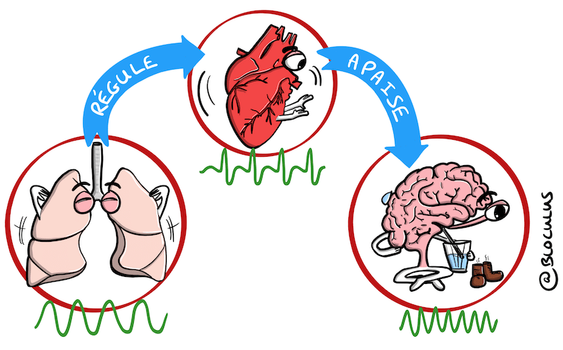 Cohérence Cardiaque : Comment aider notre cerveau à sortir d'un épisode de stress intense